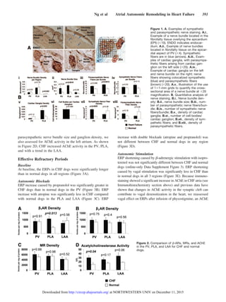 parasympathetic nerve bundle size and ganglion density, we
also assessed for AChE activity in the left atrium. As shown
in Figure 2D, CHF increased AChE activity in the PV, PLA,
and with a trend in the LAA.
Effective Refractory Periods
Baseline
At baseline, the ERPs in CHF dogs were significantly longer
than in normal dogs in all regions (Figure 3A).
Autonomic Blockade
ERP increase caused by propranolol was significantly greater in
CHF dogs than in normal dogs in the PV (Figure 3B). ERP
increase with atropine was significantly less in CHF compared
with normal dogs in the PLA and LAA (Figure 3C). ERP
increase with double blockade (atropine and propranolol) was
not different between CHF and normal dogs in any region
(Figure 3D).
Autonomic Stimulation
ERP shortening caused by ␤-adrenergic stimulation with isopro-
terenol was not significantly different between CHF and normal
dogs (online-only Data Supplement Figure 3). ERP shortening
caused by vagal stimulation was significantly less in CHF than
in normal dogs in all 3 regions (Figure 3E). Because immuno-
staining showed a significant increase in AChE in CHF atria (see
Immunohistochemistry section above) and previous data have
shown that changes in AChE activity in the synaptic cleft can
contribute to vagal desensitization in the heart, we reassessed
vagal effect on ERPs after infusion of physostigmine, an AChE
Figure 1. A, Examples of sympathetic
and parasympathetic nerve staining. A.i.,
Example of a nerve bundle located in the
ﬁbrofatty tissue overlying the epicardium
(EPI) (ϫ10). ENDO indicates endocar-
dium. A.ii., Example of nerve bundles
located in ﬁbrofatty tissue on the epicar-
dial aspect of PV (ϫ4). Sympathetic
ﬁbers are in blue (arrows). A.iii., Exam-
ples of cardiac ganglia, with parasympa-
thetic ﬁbers arising from cardiac gan-
glion on the left side (ϫ20). A.iv.,
Example of cardiac ganglia on the left
and nerve bundle on the right; nerve
ﬁbers showing colocalized sympathetic
(blue) and parasympathetic ﬁbers
(brown) (ϫ20). A.v., Illustration of the use
of 1ϫ1-mm grids to quantify the cross-
sectional area of a nerve bundle at ϫ20
magniﬁcation. B, Quantitative analysis of
nerve staining. B.i., Nerve bundle den-
sity; B.ii., nerve bundle size; B.iii., num-
ber of parasympathetic nerve ﬁbers/bun-
dle; B.iv., number of sympathetic nerve
ﬁbers/bundle; B.v., density of cardiac
ganglia; B.vi., number of cell bodies/
cardiac ganglion; B.vii., density of sym-
pathetic ﬁbers; and B.viii., density of
parasympathetic ﬁbers.
Figure 2. Comparison of ␤-ARs, MRs, and AChE
in the PV, PLA, and LAA for CHF and normal
dogs.
Ng et al Atrial Autonomic Remodeling in Heart Failure 391
at NORTHWESTERN UNIV on December 11, 2015http://circep.ahajournals.org/Downloaded from
 
