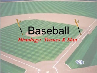 1
Baseball
Histology: Tissues & Skin
 