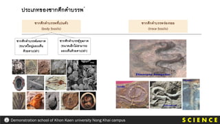 S C I E N C E
Demonstration school of Khon Kaen university Nong Khai campus
ประเภทของซากดึกดาบรรพ
ซากดึกดาบรรพที่เปนตัว
(body fossils)
ซากดึกดาบรรพร่องรอย
(trace fossils)
ซากดึกดาบรรพ์มหภาค
(ขนาดใหญ่มองเห็น
ด้วยตาเปล่า)
ซากดึกดาบรรพุ์จุลภาค
(ขนาดเล็กไม่สามารถ
มองเห็นด้วยตาเปล่า)
 
