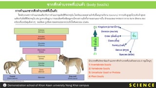 S C I E N C E
Demonstration school of Khon Kaen university Nong Khai campus
ซากดึกดาบรรพที่เปนตัว (body fossils)
การจาแนกซากดึกดาบรรพ์ที่เป็นตัว
ใชหลักเกณฑการจาแนกเชนเดียวกับการจาแนกกลุมสิงมีชีวิตปจจุบัน โดยจัดแบงยอยตามลาดับชั้นอนุกรมวิธาน (taxonomy) จากระดับสูงสุดไประดับต่าสุดเช
นเดียวกับสิ่งมีชีวิตปจจุบัน เชน รูปทรงสัณฐาน รายละเอียดที่เหลืออยูตามโครงสรางแข็งทั้งภายนอกและภายใน ลักษณะสมมาตรของรางกาย ขนาด สัดสวน ของ
อวัยวะที่เปนวัสดุแข็งตางๆ รอยพิมพ รูปพิมพ ตลอดจนรอยกดประทับในหินตะกอน เปนตน
นักบรรพชีวินวิทยานิยมจาแนกซากดึกดาบรรพที่เปนตัวออกเปน 4 กลุมใหญๆ
1) Invertebrate fossils
2) Vertebrate fossils
3) Unicellular fossil or Protista
4) Plant fossils
 