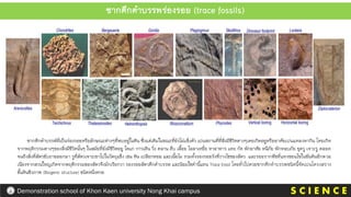 S C I E N C E
Demonstration school of Khon Kaen university Nong Khai campus
ซากดึกดาบรรพ์ที่เป็นร่องรอยหรือลักษณะต่างๆที่พบอยู่ในหิน ซึ่งแต่เดิมในขณะที่ยังไม่แข็งตัว เปนสถานที่ที่สิ่งมีชีวิตตางๆเคยเกิดอยูหรืออาศัยเปนแหลงหากิน โดยเกิด
จากพฤติกรรมตางๆของสิ่งมีชีวิตนั้นๆ ในสมัยที่ยังมีชีวิตอยู ไดแก การเดิน วิ่ง คลาน คืบ เลื้อย ไลลาเหยื่อ หาอาหาร แทะ กัด พักอาศัย หนีภัย พักหลบภัย ขุดรู เจาะรู ตลอด
จนถึงสิ่งที่สัตวขับถายออกมา รูที่สัตวเจาะเขาไปในวัตถุแข็ง เชน หิน เปลือกหอย และเนื้อไม รวมทั้งรองรอยรังที่วางไขของสัตว และรอยรากพืชที่แทงชอนไชในชันดินอีกดวย
เนืองจากสวนใหญเกิดจากพฤติกรรมของสัตวจึงมักเรียกวา รองรอยสัตวดึกดาบรรพ และนิยมใชคานี้แทน Trace fossil โดยทั่วไปดวยซากดึกดาบรรพชนิดนี้จัดเปนโครงสราง
ชั้นหินชีวภาพ (Biogenic structure) ชนิดหนึ่งดวย
ซากดึกดาบรรพร่องรอย (trace fossils)
 