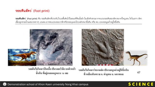 S C I E N C E
Demonstration school of Khon Kaen university Nong Khai campus
รอยตีนสัตว (Foot print) คือ รอยตีนสัตวที่ประทับไวบนพื้นดินไวในขณะที่หินนั้นยัง ไมแข็งตัวสวนมากจะเปนรอยตีนของสัตวขนาดใหญเชน ไดโนเสาร สัตว
เลี้ยงลูกดวยน้านมขนาดตางๆ เปนตน อาจพบเปนรอยเวาลึกหรือรอยบุมลงไปบนผิวหนาชั้นหิน หรือ พบ เปนรอยนูนต่าอยูใตชั้นหิน
รอยตีนสัตว (Foot print)
 