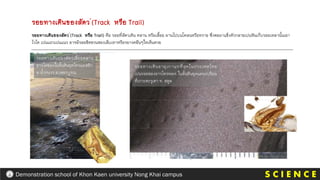 S C I E N C E
Demonstration school of Khon Kaen university Nong Khai campus
รอยทางเดินของสัตว (Track หรือ Trail) คือ รอยที่สัตวเดิน คลาน หรือเลื้อย ผานไปบนโคลนหรือทราย ซึ่งตอมาแข็งตัวกลายเปนหินเก็บรอยเหลานั้นเอา
ไวได เปนแถวเปนแนว อาจมีรอยขีดขวนของเล็บเทาหรือรยางคอืนๆใหเห็นดวย
รอยทางเดินของสัตวเลื้อยคลาน
อารโคซอรในชั้นหินยุคไทรแอสซิก
อ.น้าหนาว จ.เพชรบูรณ
รอยทางเดินอายุเกาแกที่สุดในประเทศไทย
เปนรอยของอารโทรพอด ในชั้นหินยุคแคมเบรียน
ที่เกาะตะรุเตา จ. สตูล
รอยทางเดินของสัตว (Track หรือ Trail)
 