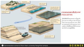 การกลายเปนซากดึกดาบรรพ
(FOSSILIZATION)
เมื่อสิ่งมีชีวิตทั้งหลายตายลง หากไมถูกกัด
กินเป นอาหารหรือเน าสลายไปหมด
ในสภาพแวดล อมที่เหมาะสม เมื่อมี
ตะกอนสะสมตัวปดทับและตอมากลาย
เปนหิน ซากสิ่งมีชีวิตเหลานั้นก็จะกลายเป
นซากดึกดาบรรพอยูในชั้นหิน
S C I E N C E
Demonstration school of Khon Kaen university Nong Khai campus
 