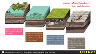 S C I E N C E
Demonstration school of Khon Kaen university Nong Khai campus
สิ่งมีชีวิตตายลงไปใกล้แหล่งน้า
หรือบริเวณที่มีการสะสมตะกอน
อย่างรวดเร็ว ส่วนที่อ่อนนุ่มเกิดการย่อยสลาย
โดยจุลินทรีย์ เเล้วตะกอนดิน
โคลนปิดทับรักษาสภาพไว้ไม่ให้
ถูกย่อยสลายและผุพัง
ตะกอนสะสมตัวเพิ่มขึ้นเรื่อยๆ
และอัดตัวแน่น สารละลายแร่
ธาตุซึมเข้าไปในรูพรุนของ
กระดูกแล้วแข็งตัวกลายเป็นหิน
การเคลื่อนที่ของเปลือกโลกทา
ให้ชั้นหินที่เก็บซากดึกดาบรรพ์ไว้
ยกตัวขึ้นมายังผิวโลก แล้วถูกกัด
เซาะจนกระทั่งซากดึกดาบรรพ์
ปรากฏออกมา
กระบวนการเกิดฟอสซิลแบบโครงร่าง
(body fossils formation)
 