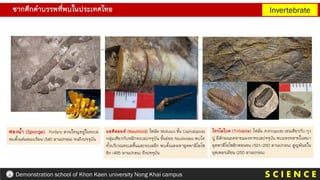 ซากดึกดาบรรพที่พบในประเทศไทย
S C I E N C E
Demonstration school of Khon Kaen university Nong Khai campus
Invertebrate
ฟองน้า (Sponge) Porifera สวนใหญอยู่ในทะเล
พบตั้งแต่แคมเบรียน (540 ลานปกอน) จนถึงปจจุบัน
นอติลอยด์ (Nautiloid) ไฟลัม Mollusca ชั้น Cephalopoda
กลุ่มเดียวกับหมึกทะเลปจจุบัน ชั้นย่อย Nautiloidea พบได
ทั้งบริเวณทะเลตื้นและทะเลลึก พบตั้งแตมหายุคพาลิโอโซ
อิก (495 ลานปกอน) ถึงปจจุบัน
ไทรโลไบต (Trilobite) ไฟลัม Arthropoda เชนเดียวกับ กุง
ปู มีลักษณะคลายแมงดาทะเลปจจุบัน พบแพรหลายในหมา
ยุคพาลีโอโซอิกตอนตน (521-250 ลานปกอน) สูญพันธใน
ยุคเพอรเมียน (250 ลานปกอน)
 