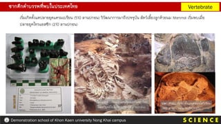 ซากดึกดาบรรพที่พบในประเทศไทย Vertebrate
S C I E N C E
Demonstration school of Khon Kaen university Nong Khai campus
เริ่มเกิดตั้งแตปลายยุคแครมเบรียน (510 ลานปกอน) วิวัฒนาการมาถึงปจจุบัน สัตว์เลี้ยงลูกด้วยนม Mammal เริ่มพบเมื่อ
ปลายยุคไทรแอสซิก (210 ลานปกอน)
ไดโนเสาร Dinosaur เปนสัตวบกที่ครองโลก
ในมหายุคมีโซโซอิก (235-65 ลานปกอน)
ปลา (Fish) เริ่มพบตั้งแตยุคออรโดวีเชียน
(485 ลานป ( กอน) จนถึงปจจุบัน
 