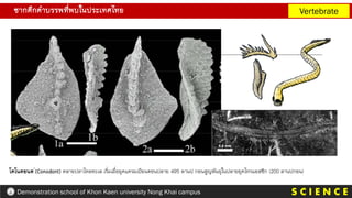 ซากดึกดาบรรพที่พบในประเทศไทย
S C I E N C E
Demonstration school of Khon Kaen university Nong Khai campus
Vertebrate
โคโนดอนต (Conodont) คลายปลาไหลทะเล เริ่มเมื่อยุคแครมเบียนตอนปลาย 495 ลานป กอนสูญพันธุในปลายยุคไทรแอสซิก (200 ลานปกอน)
 