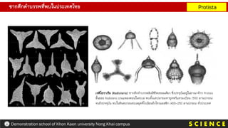 ซากดึกดาบรรพที่พบในประเทศไทย Protista
S C I E N C E
Demonstration school of Khon Kaen university Nong Khai campus
เรดิโอราเรีย (Radiolaria) ซากดึกดาบรรพสิงมีชีวิตเซลลเดียว ซึ่งปจจุบันอยูในอาณาจักร Protista
ชั้นยอย Radiolaria เปนแพลงตอนในทะเล พบตั้งแตปลายมหายุคพรีแครมเบียน (550 ลานปกอน)
จนถึงปจจุบัน พบในหินตะกอนทะเลยุคดีโวเนียนถึงไทรแอสซิก (400-250 ลานปกอน) ทั่วประเทศ
 