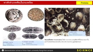 ซากดึกดาบรรพที่พบในประเทศไทย Protista
S C I E N C E
Demonstration school of Khon Kaen university Nong Khai campus
ฟอแรมมินิเฟอรา (Foraminifera) ไฟลัม Foraminifera เปนจุลชีพอาศัยในทะเล พบมากใน
ยุคคาร์บอนิเฟอรัสและเพอรเมียน (350-250 ลานปกอน) สูญพันธุ์หมดแลว
 