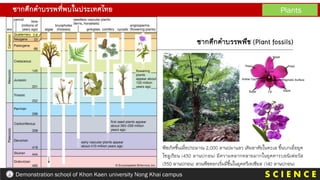 ซากดึกดาบรรพที่พบในประเทศไทย Plants
S C I E N C E
Demonstration school of Khon Kaen university Nong Khai campus
พืชเกิดขึ้นเมื่อประมาณ 2,000 ลานปมาแลว เดิมอาศัยในทะเล ขึ้นบกเมื่อยุค
ไซลูเรียน (430 ลานปกอน) มีความหลากหลายมากในยุคคารบอนิเฟอรัส
(350 ลานปกอน) สวนพืชดอกเริ่มมีขึ้นในยุคครีเทเซียส (140 ลานปกอน)
ซากดึกดาบรรพพืช (Plant fossils)
 