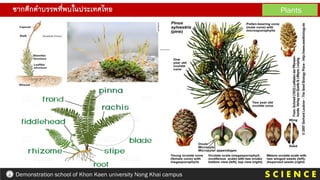 S C I E N C E
Demonstration school of Khon Kaen university Nong Khai campus
ซากดึกดาบรรพที่พบในประเทศไทย Plants
 