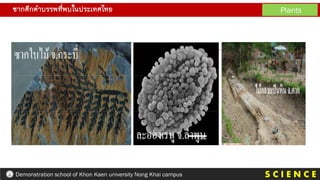 ซากดึกดาบรรพที่พบในประเทศไทย Plants
S C I E N C E
Demonstration school of Khon Kaen university Nong Khai campus
 
