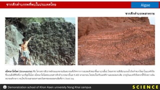 S C I E N C E
Demonstration school of Khon Kaen university Nong Khai campus
ซากดึกดาบรรพที่พบในประเทศไทย Algae
สโตรมาโตไลต (Stromatolite) คือ โครงสรางชีวภาพลักษณะคลายเนินตะกอนที่เกิดจากการสะสมตัวพอกขึ้นมาเปนชั้นๆ โดยสาหรายสีเขียวแกมน้าเงินจาพวกไซยาโนแบคทีเรีย
ซึ่งเปนสิ่งมีชีวิตที่เกาแกที่สุดในโลก สโตรมาโตไลตพบเปนซากดึกดาบรรพมาตั้งแต 3,400 ลานปกอน โดยพบในทวีปแอฟริกาและออสเตรเลีย ปจจุบันแบคทีเรียพวกนี้ก็ยังสรางเนิน
ตะกอนดังกลาว พบไดบริเวณชายฝงดานตะวันตกของออสเตรเลียที่อาว Shark bay
ซากดึกดาบรรพสาหราย
 