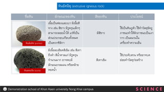 ชื่อหิน ลักษณะของหิน สีของหิน ประโยชน์
เนื้อเป็นฟองและเบา มีเนื้อสี
จาง เช่น สีขาว มีรูพรุนเล็กๆ
สามารถลอยน้าได้ แร่ที่เป็น
ส่วนประกอบเกือบทั้งหมด
เป็นพวกซิลิกา
มีสีขาว
ใช้เป็นหินถูตัว ใช้ทาวัสดุขัดถู
ภาชนะทาให้ผิวภาชนะเป็นเงา
วาว เป็นฉนวนใน
เครื่องทาความเย็น
มีเนื้อละเอียดสีเข้ม เช่น สีเทา
ถึงดา สีน้าตาลแก่ มีรูพรุน
จานวนมาก อาจพบมี
ลักษณะกลมมน หรือคล้าย
หยดน้า
สีเทาเข้ม
ใช้ประดับสวน หรืออาจบด
ย่อยทาวัสดุก่อสร้าง
หินอัคนีพุ (extrusive igneous rock)
หินพัมมิซ (pumice)
หินสคอเรีย (scoria)
S C I E N C E
Demonstration school of Khon Kaen university Nong Khai campus
 