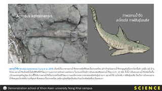 ฉลามน้าจืด Acrodus kalasinensis (Cuny et al.,2013) เป็นหนึ่งในบรรดาฉลามน้าจืดหลายชนิดที่ค้นพบในประเทศไทย แม้ว่าปัจจุบันฉลามน้าจืดจะสูญพันธุ์ไปจากโลกนี้แล้ว แต่เมื่อ 400 ล้าน
ปีก่อน ฉลามน้าจืดเป็นหนึ่งในสิ่งมีชีวิตที่มีวิวัฒนาการและกระจายตัวอย่างแพร่หลาย ในประเทศไทยมีการค้นพบฟอสซิลฉลามน้าจืดมากกว่า 20 ชนิด ทั้งนี้การค้นพบฉลามน้าจืดชนิดใหม่ใน
บริเวณแหล่งขุดค้นภูน้อย ยังบ่งชี้ให้เห็นว่าฉลามน้าจืดในประเทศไทยมีวิวัฒนาการและมีความหลากหลายของชนิดพันธุ์อย่างมาก ฉลามน้าจืด อะโครดัส กาฬสินธุ์เอนซิส ถือเป็นการค้นพบฉลาม
น้าจืดสกุลอะโครดัสที่เก่าแก่ที่สุดเท่าที่เคยพบมาในประเทศไทย แต่มีอายุน้อยที่สุดเมื่อเทียบกับอะโครดัสชนิดอื่นๆ ที่เคยพบมา
Acrodus kalasinensis
S C I E N C E
Demonstration school of Khon Kaen university Nong Khai campus
 
