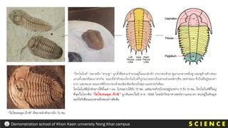 “ไทรโลไบต์” (หมายถึง “สามพู”) ถูกตั้งชื่อตามจานวนพูในแนวลาตัว ประกอบด้วย พูแกนกลางหนึ่งพู และพูด้านข้างของ
แกนทั้งสองที่สมมาตรกัน ขณะที่ลาตัวของไทรโลไบต์ก็ถูกแบ่งออกเป็นสามส่วนหลักๆคือ เซฟาลอน ที่เป็นที่อยู่ของตา
ปาก และหนวด ธอแรกซ์ที่ประกอบด้วยปล้องข้อเรียงเป็นชุด และพายกิเดียม
ไทรโลไบต์มีลาตัวยาวได้ตั้งแต่ 1 มม. ไปจนยาวได้ถึง 72 ซม. แต่ขนาดทั่วๆไปจะอยู่ระหว่าง 3 ถึง 10 ซม. ไทรโลไบต์ที่ใหญ่
ที่สุดในโลกคือ “ไอโซเตลลุส เร็กซ์” ถูกค้นพบในปี ค.ศ. 1998 โดยนักวิทยาศาสตร์ชาวแคนาดา พบอยู่ในหินยุค
ออร์โดวิเชียนแถบชายฝั่งของอ่าวฮัดสัน
“ไอโซเตลลุส เร็กซ์” มีขนาดลาตัวยาวถึง 72 ซม.
S C I E N C E
Demonstration school of Khon Kaen university Nong Khai campus
 