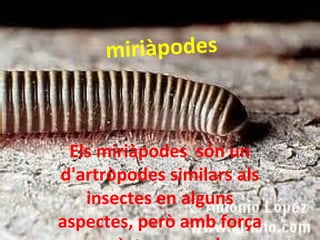 miriàpodes
Els miriàpodes són un
d'artròpodes similars als
insectes en alguns
aspectes, però amb força
 