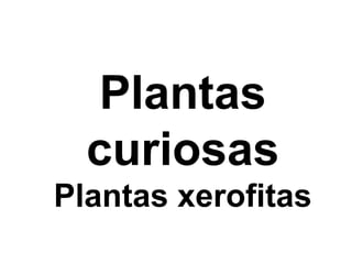 Plantas
curiosas
Plantas xerofitas
 