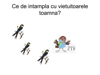 Ce de intampla cu vietuitoarele
toamna?