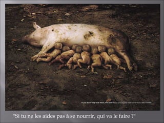"Si tu ne les aides pas à se nourrir, qui va le faire ?" 