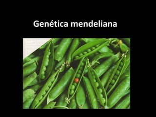 Genética mendeliana
 