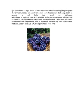 que controlarla. Es aquí donde se hace necesaria la técnica de la poda para poder
dar forma al viñedo y a la vez favorecer un correcto desarrollo de la vegetación en
general       y       del       fruto     (las      uvas)        en      particular.
Además de la poda de invierno o principal, se hacen varias podas a lo largo de
todo el año, como por ejemplo la poda en verde primaveral. La poda es una de las
operaciones más importantes para la obtención posterior de unas uvas sanas,
maduras, y sobre todo: DE CALIDAD para hacer buen vino.
 
