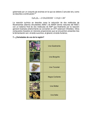 gobernada por un conjunto de enzimas en la que se obtiene 2 piruvato tal y como
se describe a continuación:23

                      C6H12O6 ĺ 2 CH3COCOO + 2 H2O + 2H+
                                                 



La reacción qu mica se describe como la reducción de dos moléculas de
Nicotinamida adenina dinucleótido (NAD+) de NADH (forma reducida del NAD+)
con un balance final de dos moléculas de ADP que finalmente por la reacción
general mostrada anteriormente se convierten en ATP (adenos n trifosfato). Otros
compuestos trazados en menores proporciones que se encuentran presentes tras
la fermentación son: el ácido succ nico, el glicerol, el ácido fumárico.

7.- ¿Variedades de uva de la región?



                                          Uva Quebranta




                                           Uva Borgoña




                                           Uva Torontel




                                          Negra Coriiente




                                            Uva Mollar



                                             Uva Italia
 