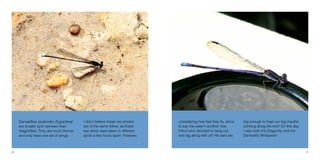 20 21
Damselflies (suborder Zygoptera)
are smaller and narrower than
dragonflies. They are much thinner
and only have one set of wings.
I don’t believe these two photos
are of the same fellow, as these
two shots were taken in different
spots a few hours apart. However,
considering how fast they fly, who’s
to say this wasn’t another new
friend who decided to hang out
and tag along with us? His ears are
big enough to hear our big mouths
echoing along the river! On this day,
I was both the Dragonfly and the
Damselfly Whisperer!
 