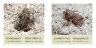 22 23
I had to set the camera down onto
the ground and wing it in order to
get these shots. If you look closely
at the photo above, not only are you
The Northern Gray Tree Frog (Hyla
Versicolor) is of the arboreal frog
species, native to the Eastern
U.S. and Canada. They’re like a
chameleon, blending in with their
surroundings. This little guy is not
only blending in with the sand, he’s
disappearing into it! He was so tiny,
seeing that he’s not much larger
than the sand pebbles, he’s also
got a gnat biting his nose! How
can he possibly scratch that itch?
 