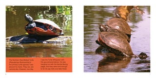76
The Northern Red-Bellied Turtle
(Pseudemys Rubriventris) is
the primary turtle species I see
around my rivers. They, too, are
camera-shy. However, one day,
I was the Turtle Whisperer with
this guy pictured above. He was
hanging out with his friends (facing
page), and they were kind enough
to let me say hello and take these
 