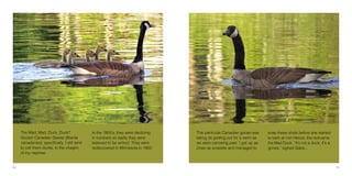 This particular Canadian goose was
taking its gosling out for a swim as
we were canoeing past. I got up as
close as possible and managed to
snap these shots before she started
to bark at me! Hence, the nickname
the Mad Duck. “It’s not a duck, it’s a
goose,” sighed Gabe...
11
The Mad, Mad, Duck, Duck?
Goose! Canadian Geese (Branta
canadensis), specifically. I still tend
to call them ducks, to the chagrin
of my nephew.
In the 1950’s, they were declining
in numbers so badly they were
believed to be extinct. They were
rediscovered in Minnesota in 1962.
10
 