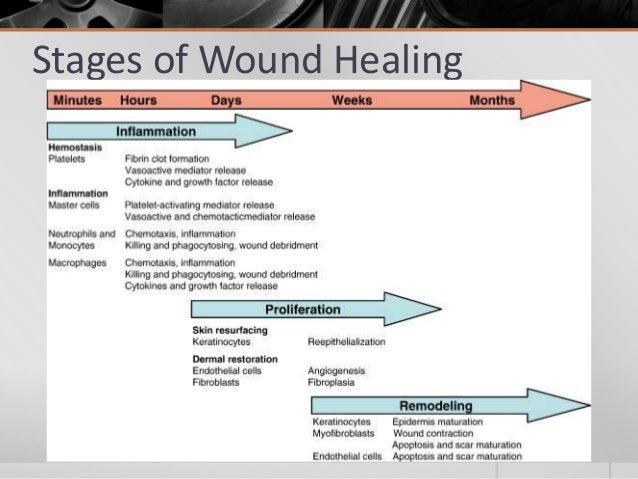 4 Stages Of Wound Healing | Stages Of Wound Healing – VINHBX