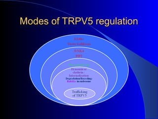 Modes of TRPV5 regulationModes of TRPV5 regulation
 