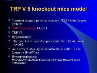 TRP V 5 knockout mice modelTRP V 5 knockout mice model
 Transient receptor potential channels (TRP): Gate-keeper
proteins
 TRP V5 in kidney: ECaC 1
 TRP V6
 Hypercalciuria
 Diuresis: CaSR, apical in principal cells + Ca in lumen ﹡
→AQP2
 Acid urine: CaSR, apical in intercalated cells + Ca in
lumen → H+APTase
 Hyperphosphaturia
Rene Bindels: Radboud University Nijmegen Medical Center,
Netherlands
 