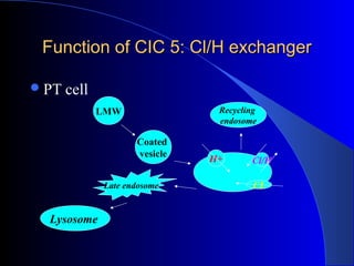 Function of CIC 5: Cl/H exchangerFunction of CIC 5: Cl/H exchanger
PT cell
Coated
vesicle
Recycling
endosome
LMW
H+ Cl/H
CLLate endosome
Lysosome
 