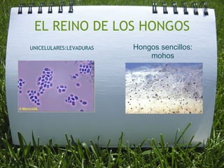 EL REINO DE LOS HONGOS
UNICELULARES:LEVADURAS Hongos sencillos:
mohos
 