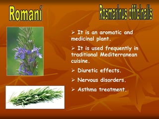  It is an aromatic and
medicinal plant very typical in
Mediterranean zone.
 It is digestive, antiseptic,
anti-inflammato...