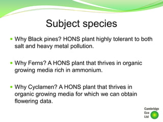 Subject species
 Why Black pines? HONS plant highly tolerant to both
salt and heavy metal pollution.
 Why Ferns? A HONS plant that thrives in organic
growing media rich in ammonium.
 Why Cyclamen? A HONS plant that thrives in
organic growing media for which we can obtain
flowering data.
 