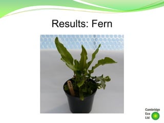 Results: Fern
 
