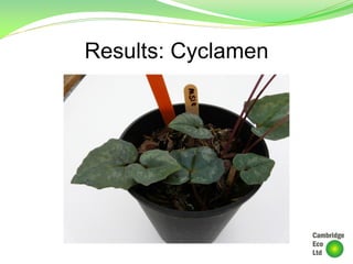Results: Cyclamen
 