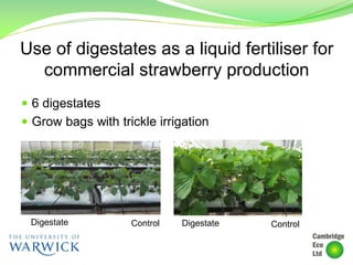 Use of digestates as a liquid fertiliser for
commercial strawberry production
 6 digestates
 Grow bags with trickle irrigation
Digestate Control Digestate Control
 