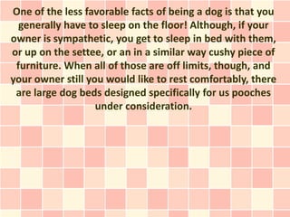 One of the less favorable facts of being a dog is that you
  generally have to sleep on the floor! Although, if your
owner is sympathetic, you get to sleep in bed with them,
or up on the settee, or an in a similar way cushy piece of
 furniture. When all of those are off limits, though, and
your owner still you would like to rest comfortably, there
 are large dog beds designed specifically for us pooches
                   under consideration.
 