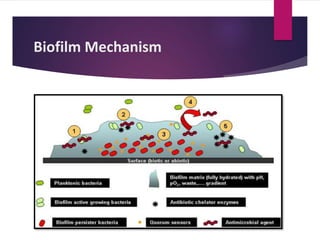 Biofilm Mechanism
 