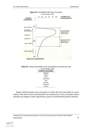 Fco. Javier Abad Zamora Antecedentes
“Planificación de la producción agrícola en la Escuela Técnica Agraria de Mariri (Cabo Delgado-
Mozambique)” 72
Figura 15: Sensibilidad del maíz a la sequía
Fuente: López, 1991
Tabla 16: Cultivos favorables como precedentes al cultivo de maíz
Fuente: Berger, 1967
Cultivos favorables
Algodón
Tabaco
Arroz
Cacahuete
Soja
Girasol
Forrajeras
Avena
Berger (1976) presenta como una opción el cultivo del maíz intercalado con otros
cultivos. Para ello los marcos de plantación son mayores (1,5 a 2m) y se puede cultivar
asociado con calabaza, melón, leguminosas, pasto o en plantaciones jóvenes arbóreas.
 