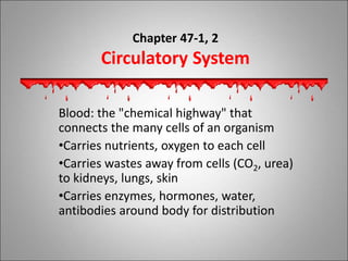 Chapter 47-1, 2
Circulatory System
Blood: the "chemical highway" that
connects the many cells of an organism
•Carries nutrients, oxygen to each cell
•Carries wastes away from cells (CO2, urea)
to kidneys, lungs, skin
•Carries enzymes, hormones, water,
antibodies around body for distribution
 