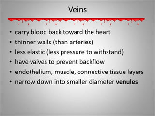 Veins
• carry blood back toward the heart
• thinner walls (than arteries)
• less elastic (less pressure to withstand)
• have valves to prevent backflow
• endothelium, muscle, connective tissue layers
• narrow down into smaller diameter venules
 