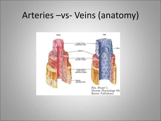 Arteries –vs- Veins (anatomy)
 
