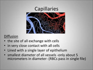 Capillaries
Diffusion
• the site of all exchange with cells
• in very close contact with all cells
• Lined with a single layer of epithelium
• smallest diameter of all vessels -only about 5
micrometers in diameter- (RBCs pass in single file)
 