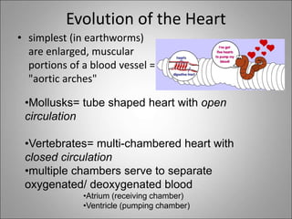 Evolution of the Heart
• simplest (in earthworms)
are enlarged, muscular
portions of a blood vessel =
"aortic arches"
•Mollusks= tube shaped heart with open
circulation
•Vertebrates= multi-chambered heart with
closed circulation
•multiple chambers serve to separate
oxygenated/ deoxygenated blood
•Atrium (receiving chamber)
•Ventricle (pumping chamber)
 